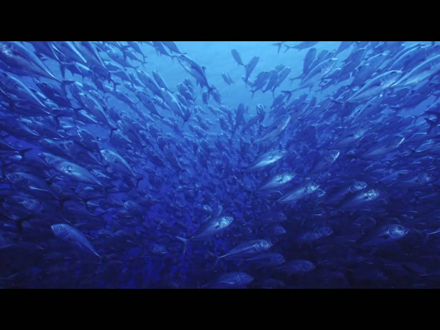 British Columbia Wild Salmon Improvements Video