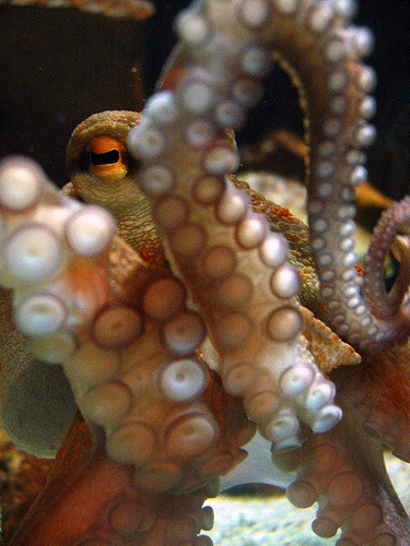 Octopus Balls Video