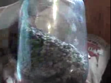 Roasting Process In Oso Negro Video