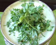 How To Make Mango Curd Salad Video