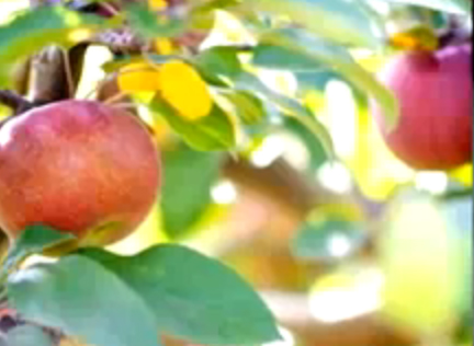 Apple Recipes On The Food Channel Video
