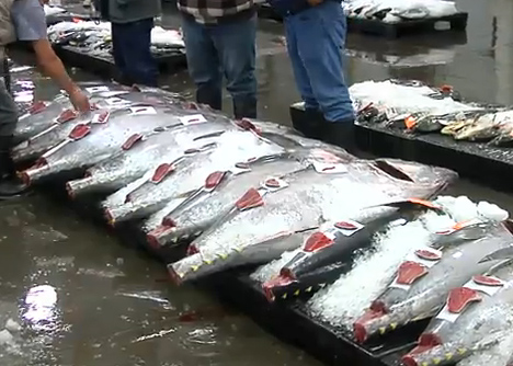 Bigeye Ahi Tuna Fish Market Promo Video