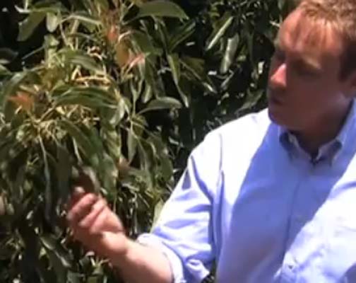 California Avocados Video