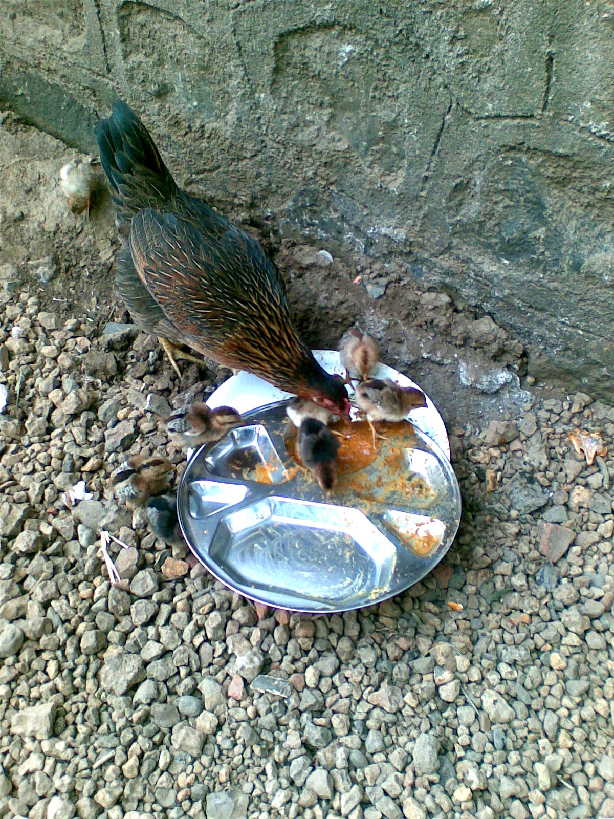 Chicken Eating Chicken!