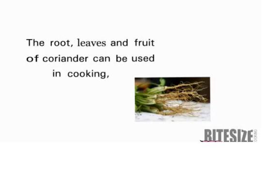 Tips For Using Capers As An Ingredient Video