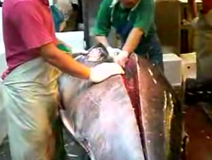 How To Cut Tuna Video