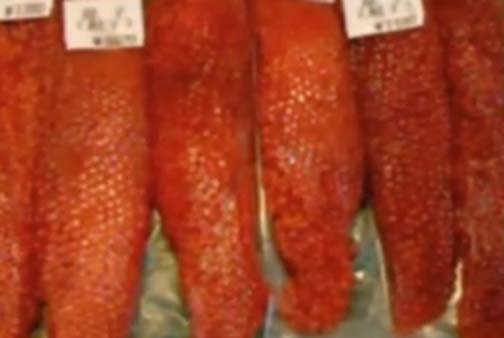 Eating Raw Seafood In Japan Video