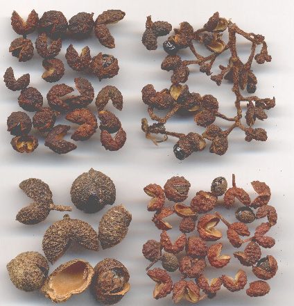 Bunge Prickley Ash Oil