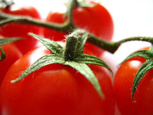 TOMATOES!