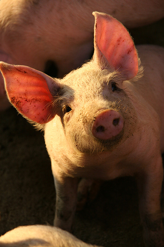 "In pig farming, the only thing you can't use is the squeal"