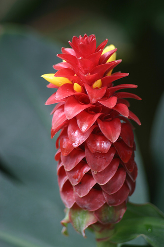 Beautiful Ginger