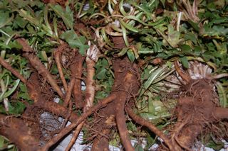 How To Harvest Dandelion Root