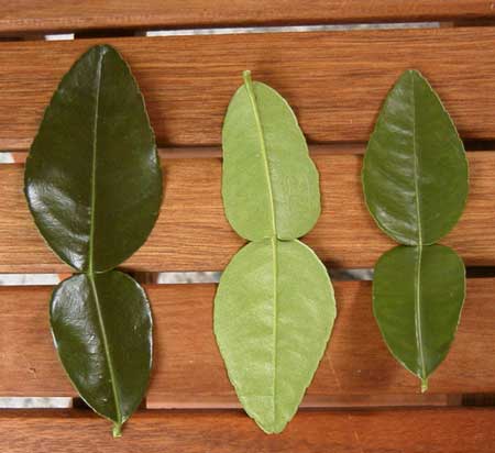 How To Use Kaffir Lime Leaves