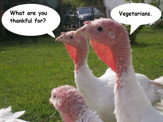 Top 5 Vegetarian Thanksgiving Meal Ideas