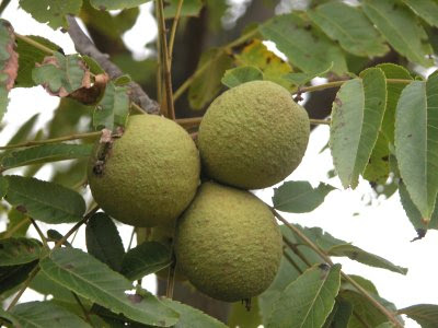 How To Hull Black Walnuts