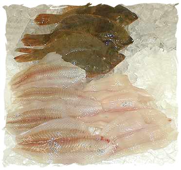 How To Store Fresh Flounder At Home