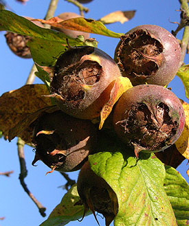 The Medlar - Brings Blast From The Past