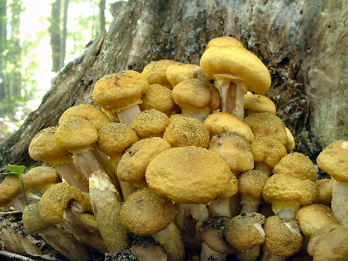 How To Use Honey Mushrooms In Daily Diet