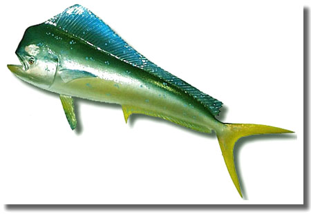 3 Easy Mahi-mahi Recipes To Try At Home