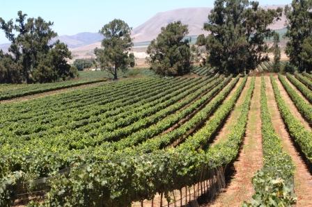 Hedge Fund Manager Gives Up Money To Follow Vineyard Dream