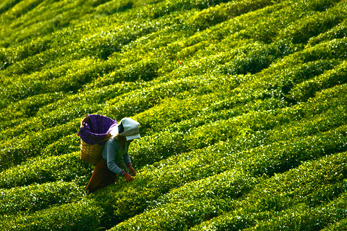 The many uses of tea