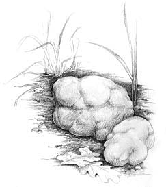 TRUFFLES