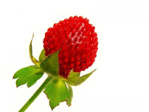 Strawberry For Weight Loss