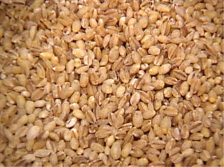 Barley For Weight Loss 