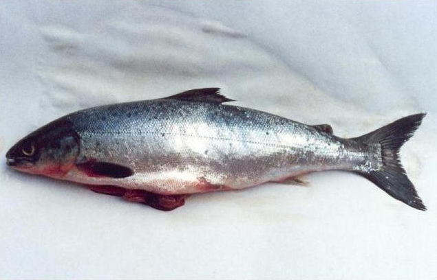 Salmon For Weight Loss