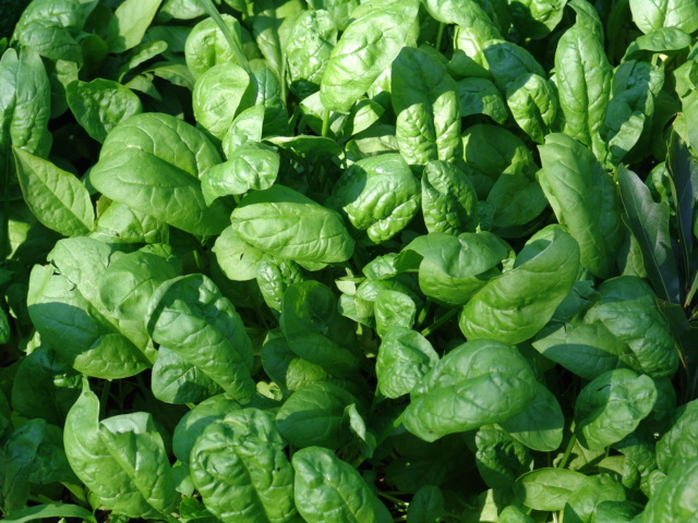 Tips To Steam Spinach