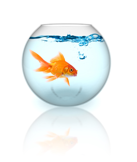 Top 10 Fish Quotes