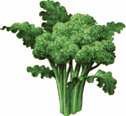 Best Broccoli Quotes
