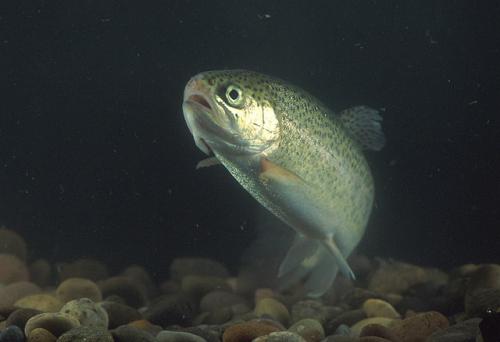5 Reasons To Eat Trout For Breakfast