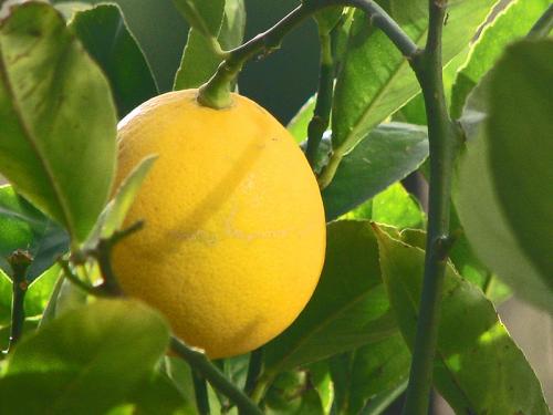 10 Reasons To Eat Lemon For Breakfast