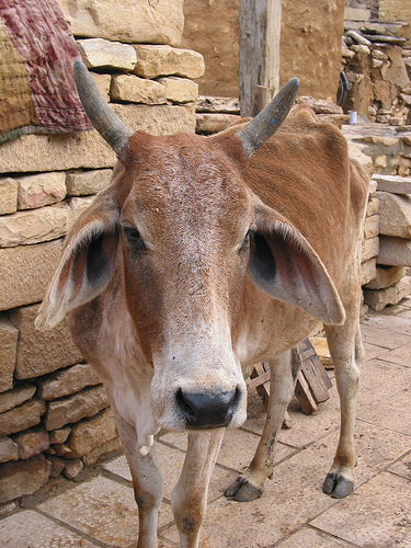 Gau Jal