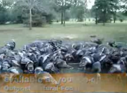 American Bronze  Heritage Turkey Review Video