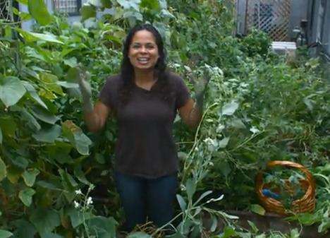 Vegetable Gardening With Asian Greens Video