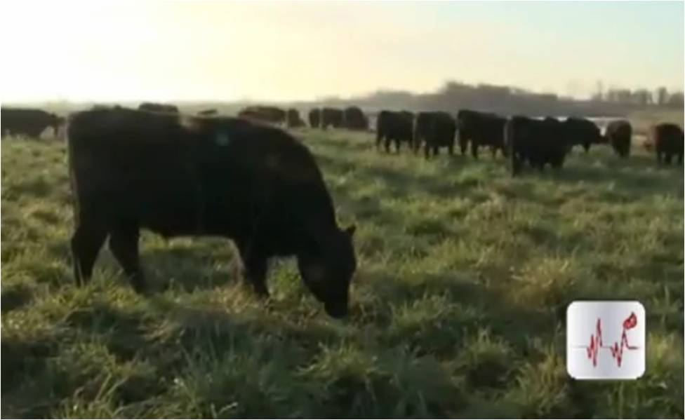 About Why Grass Fed Beef Makes The Best Steaks For Grilling Video