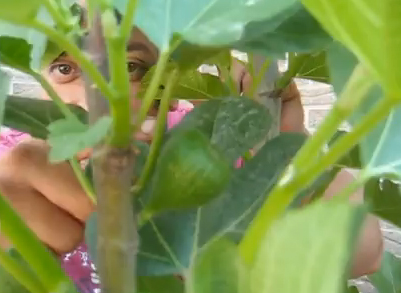 Growing Exotic Fruits Video