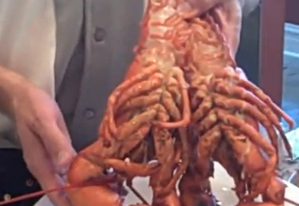 How To Boil A Live Maine Lobster