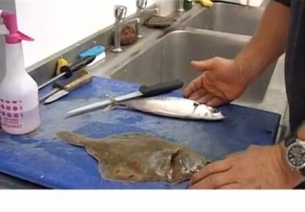 Tips To Fillet A Fish Video