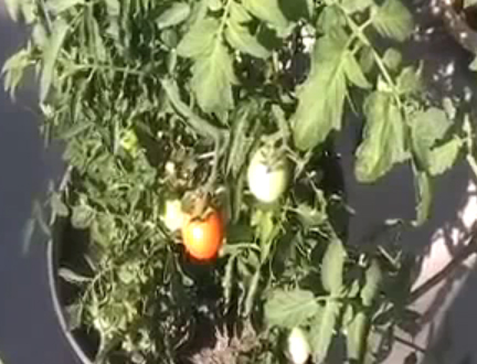 Hand Pollinating Tomatoes In The Tomato Garden Video