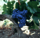 Varieties Of Red Wine