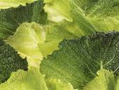  How To Blanch Cabbage For Freezing?