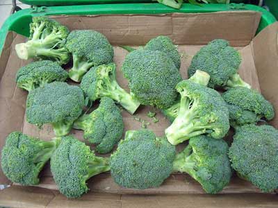 When To Harvest Broccoli