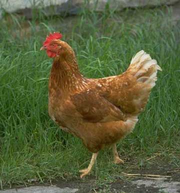 How To Butcher A Chicken