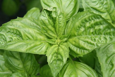 How To Dry Fresh Basil