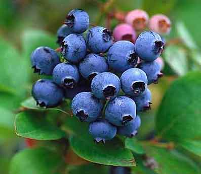 How To Store Blueberries