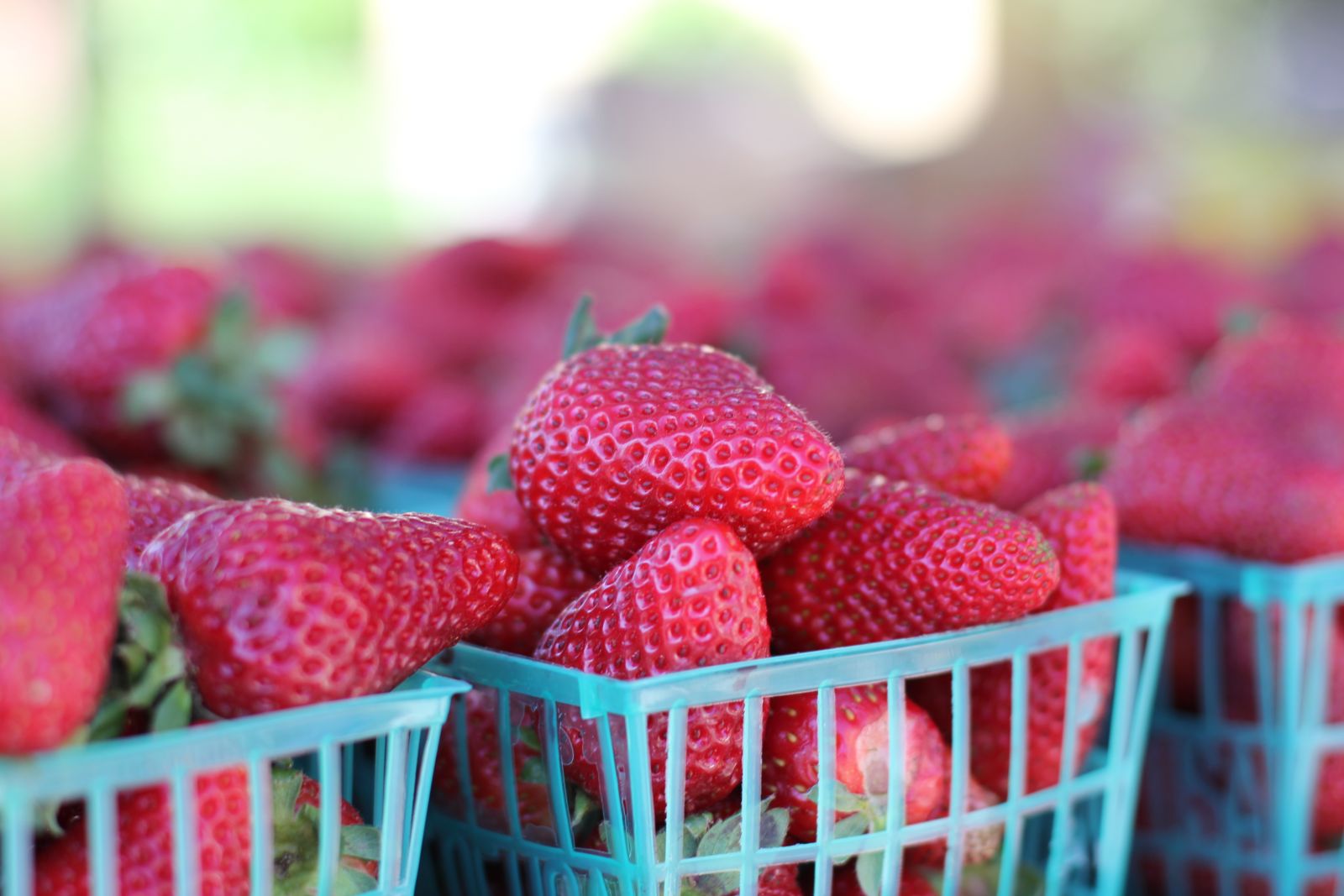 Strawberry Season