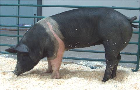 How To Butcher A Hog